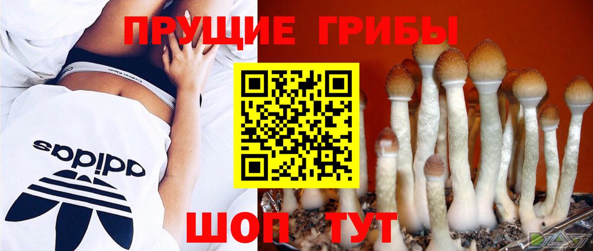 Галлюциногенные грибы мухоморы Карачаевск